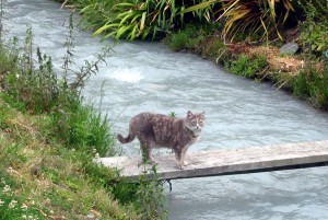 cat-water-bridge