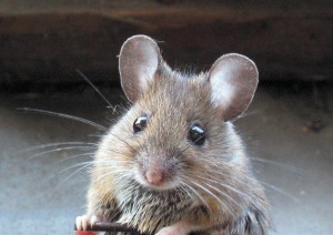 1024px-Apodemus_sylvaticus_bosmuis