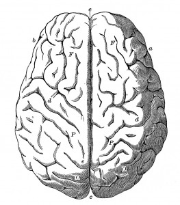 1a-brain-graphicsfairy009a