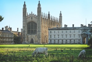 Cows_and_Kings