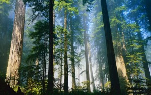 redwood-forest-wallpaper-2560x1600-california-iltwmt