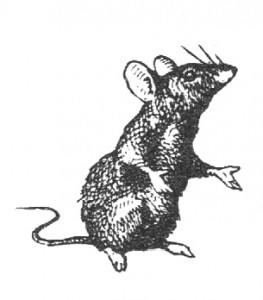 Free_Vintage_Graphic_Tiny_Mouse_Clip_Art